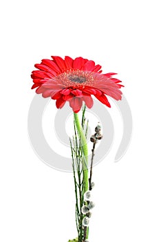 Red gerber isolated on white