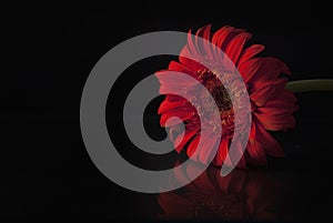 Red gerber over black