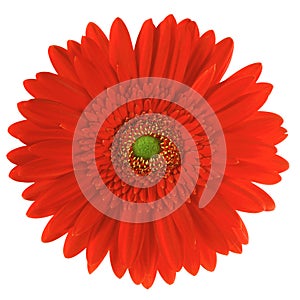 Red gerbera