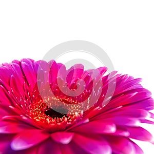 Red gerbera