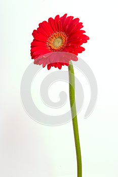 Red gerbera