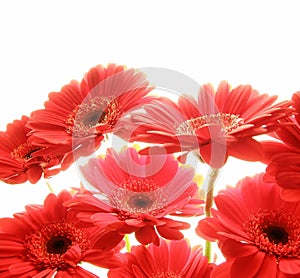Red gerbera