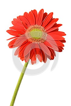 Red gerbera