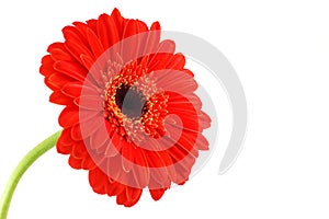 Red gerbera