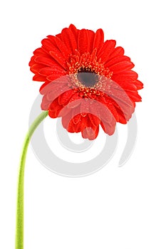 Red gerbera