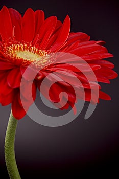 Red gerbera