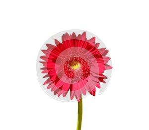 Red gerbera or barberton daisy flower blooming close up with green stem isolated on white background , clipping path