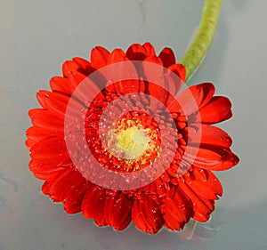 Red gerbera, close-up