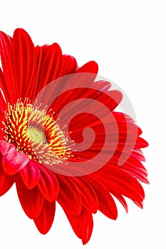 Red Gerbera