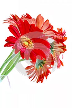 Red Gerbera