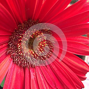 Red gerbera daisy