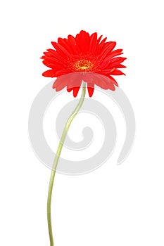 Red gerbera daisy