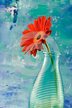 Red gerbera daisy