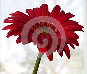 Red Gerbera Daisy - Asteraceae Mutisioideae Gerbera