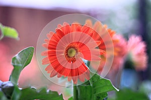 Red Gerbera Daisy bloom in a yard