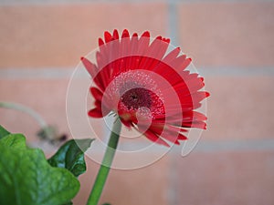 red gerbera daisy flower