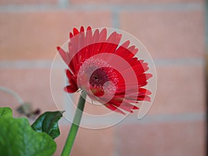 red gerbera daisy flower