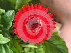 red gerbera daisy flower