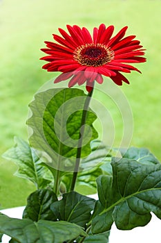 Red gerbera daisy flower