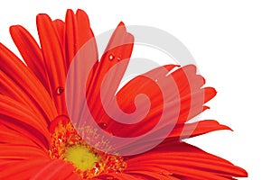 Red gerbera daisy flower in full bloom, blooming head petals perspective view, large detailed isolated horizontal macro closeup