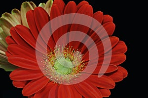 Red gerbera daisy flower