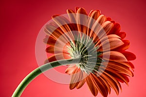 Red gerbera daisy flower on red background