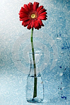 Red Gerbera Daisy Flower Vase Water Texture