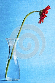 Red Gerbera Daisy Flower Vase Water Texture