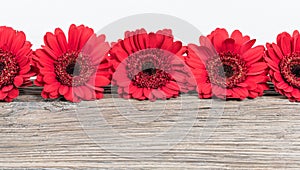 Red Gerbera Daisy flowers border. photo