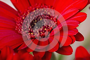 Red gerbera daisy; macro