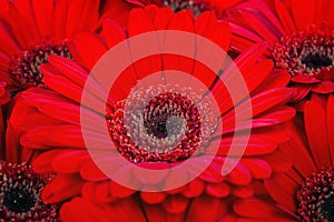 Red gerbera daisy; macro