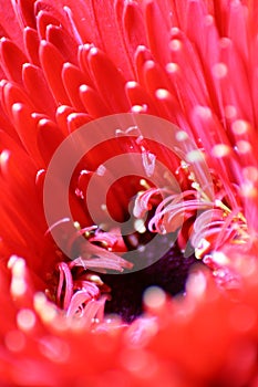 Red Gerbera Daisy Macro