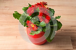 Red gerbera daisy plant with flowers in bloom