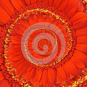Red Gerbera Daisy Spiral