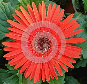 Red gerbera flower