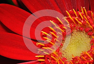 Red Gerbera flower