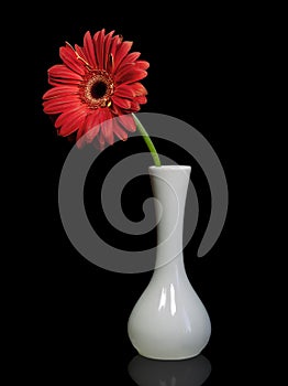 Red gerbera flower