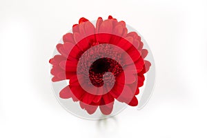 Red gerbera flower