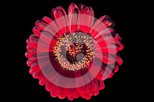 Red gerbera flower