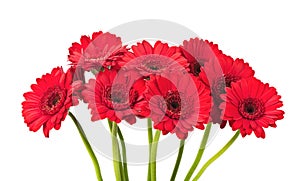 Red Gerbera flower