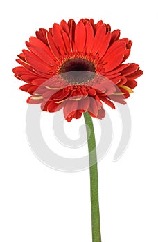 Red gerbera flower