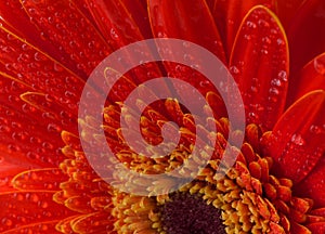 Red gerbera flower background