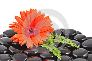 Red gerbera flower and black zen stone