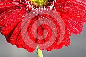 Red gerbera flower closeup