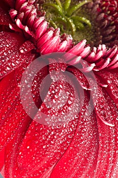 Red gerbera flower closeup