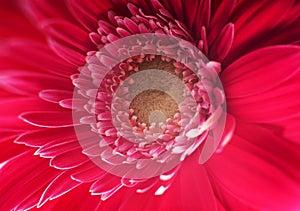 Red Gerbera Flower