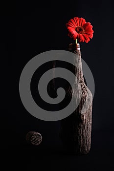 Red gerbera flower in glass shaped vase isolated on black background