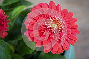 Red gerbera flower head daisy macro photo