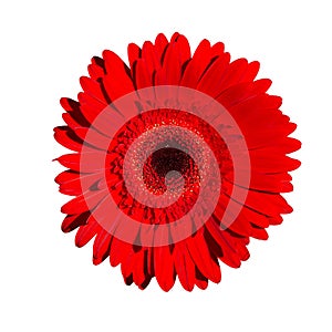Red gerbera flower, isolate on a white background