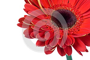 Red gerbera flower isolated